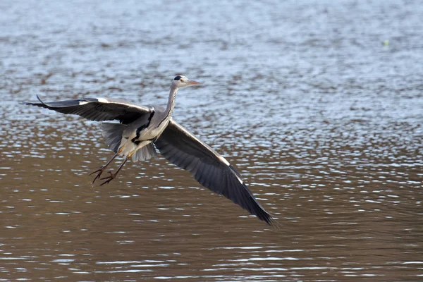 Garza Gris Llegando Tierra Reserva Natural Warnham — Foto de Stock