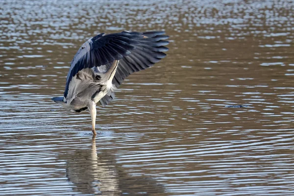Grey Heron Pesca Usando Asas Como Uma Pele — Fotografia de Stock