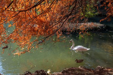 Parco di Monza gölde boyunca kayma kuğu