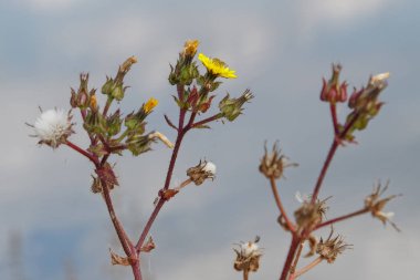 Ardingly Sussex için yapılan çiçekli dikenli marul (Lactuca serriola)