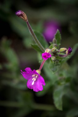 Canlı büyük Willowherb (Epilobium hirsutum) tam Bloom