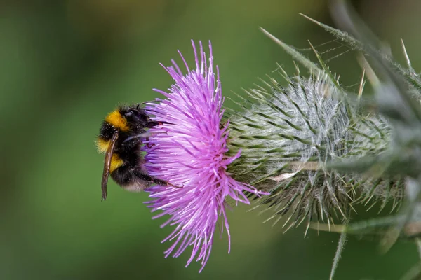 Buff Tailed Humlebi Bombus Terrestris Indsamle Pollen Fra Tidsel - Stock-foto