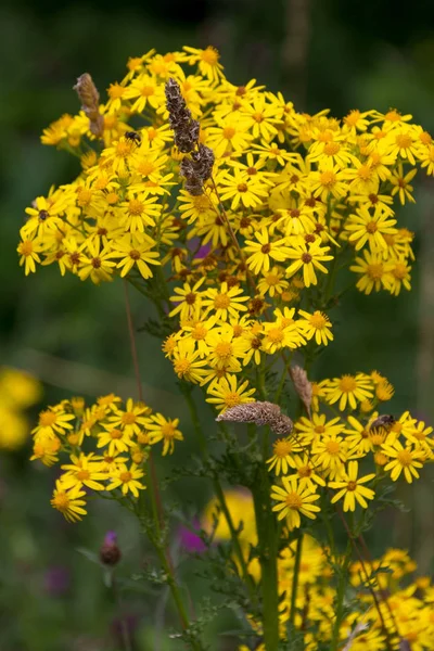 Common Ragwort Jacobaea Vulgaris Flowering Ardingly Reservoir Sussex — Stock Photo, Image