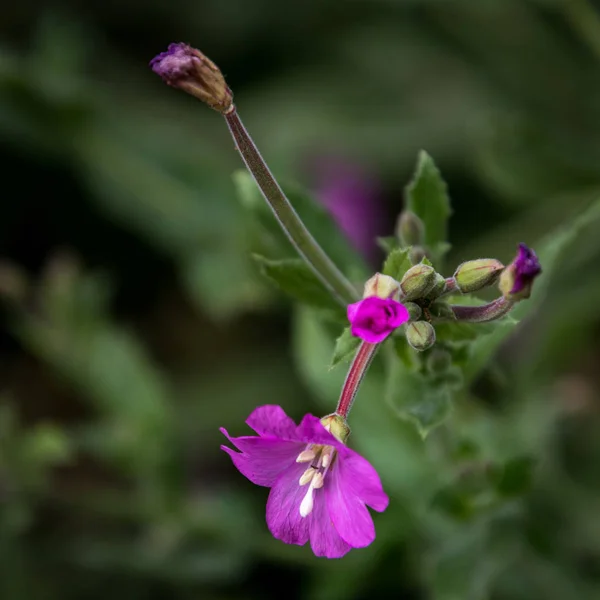 Grand Sauvagine Vibrant Epilobium Hirsutum Pleine Floraison — Photo