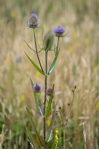 Teasels Dipsacus Floração Zona Rural Sussex — Fotografia de Stock