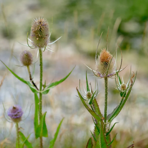 Teasels Dipsacus Floração Zona Rural Sussex — Fotografia de Stock