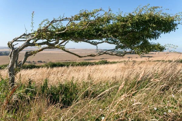 Árvore Dobrada Devido Força Prolongada Vento Perto Beachy Head East — Fotografia de Stock