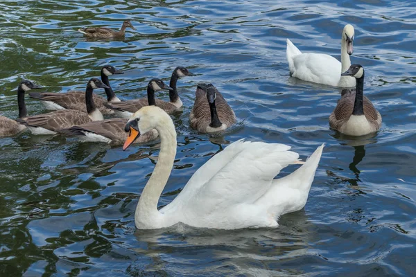 Mute Swans Canada Geese River Thames Windsor — Stock Photo, Image