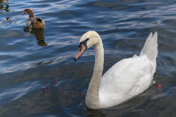 Mute Swan Windsor Thames Nehri Mısır Kaz — Stok fotoğraf