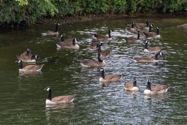 Kudde Van Canadese Ganzen Zwemmen Langs Rivier Theems Windsor — Stockfoto