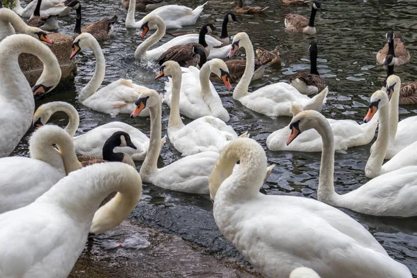 Labutě Husy Sdílení Řeky Temže Windsor — Stock fotografie