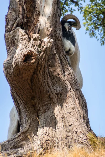 Weergave Van Een Geit Wrijven Tegen Een Boom Buurt Van — Stockfoto