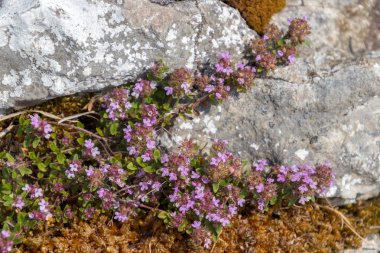 Yorkshire Dales içinde bir kalker kaya tarafından büyüyen yabani kekik (Thymus Polytricus)