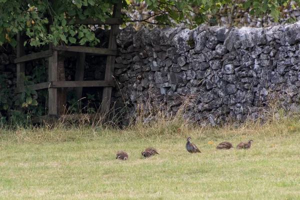 Flock Partridges Field Conistone Yorkshire Dales — Stock Photo, Image