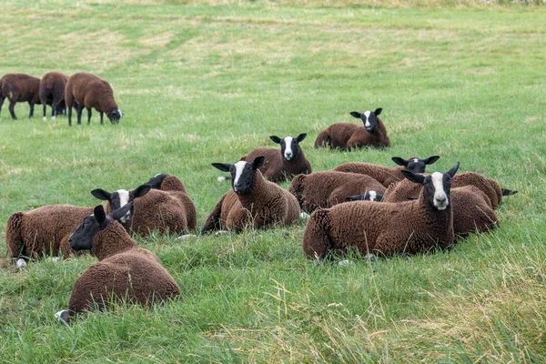 Rebanho Ovelhas Zwartbles Conistone Parque Nacional Yorkshire Dales — Fotografia de Stock