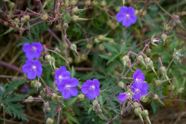 Луговий Cranesbill Масло Кропове Луговий Цвітіння Єднанням — стокове фото