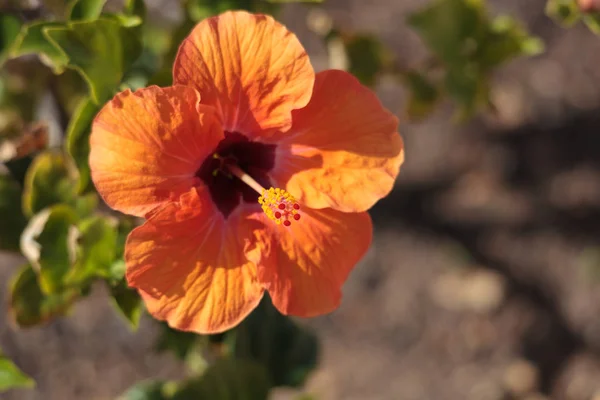Bright Orange Hibiscus Flowering Tenerife — Stock Photo, Image