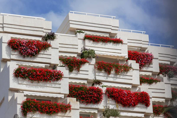 2011 アパートのバルコニーからぶら下がっている鮮やかな真っ赤なゼラニウム ブロック ギガンテス テネリフェにロス ギガンテス スペイン Tenerife のつの — ストック写真