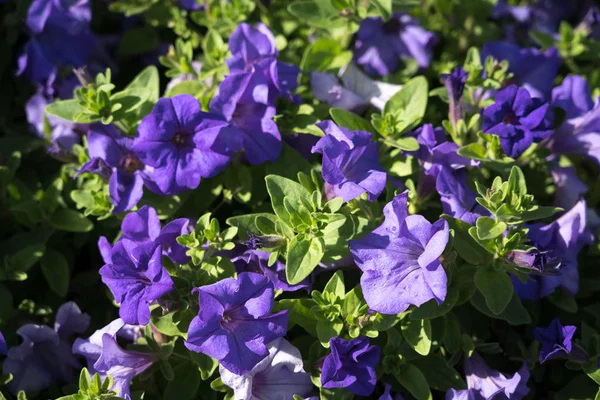 Blaue Petunien Einem Blumenbeet East Grinstead — Stockfoto