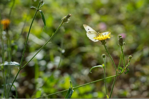 Södra Liten Vit Fjäril — Stockfoto