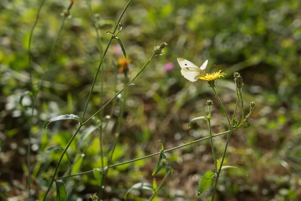 Southern Small White Butterfly — Stock Photo, Image