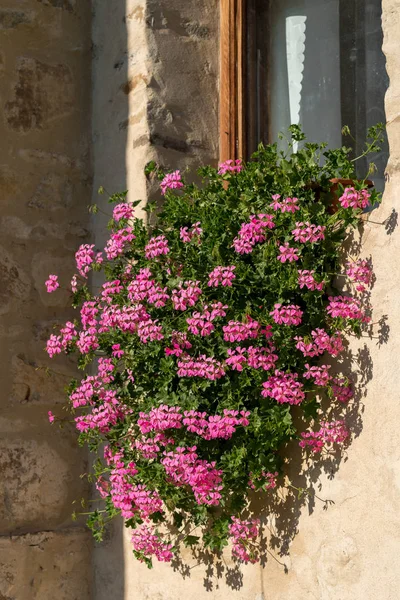 Sucevita 摩尔多瓦 罗马尼亚 9月18日 2018年9月18日在摩尔多瓦罗马尼亚 Sucevita 修道院的一堵墙上开花的粉红色天竺葵 — 图库照片