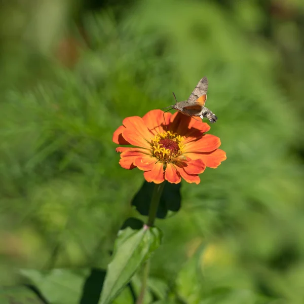 Hummingbird Hawk Moth Macroglossum Stellatarum Romania — Stock Photo, Image