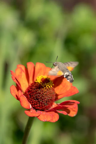 Hummingbird Hawk Moth Macroglossum Stellatarum Romania — Stock Photo, Image