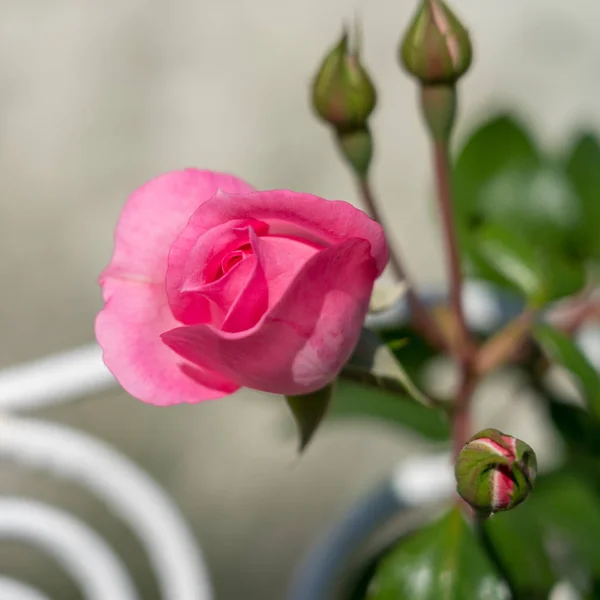 Rosa Rosa Floreciente Rumania — Foto de Stock