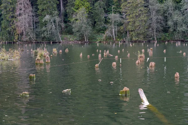 Floresta Submersa Lago Vermelho Nos Cárpatos Orientais Roménia — Fotografia de Stock