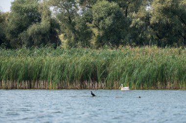 Tuna Deltası içinde büyük beyaz Pelikan (Pelecanus onocrotalus)