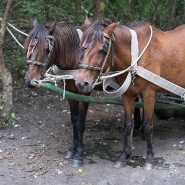 SULINA, DANUBE DELTA/ROMANIA - SEPTEMBER 23 : Working horses in Sulina Danube Delta Romania on September 23, 2018