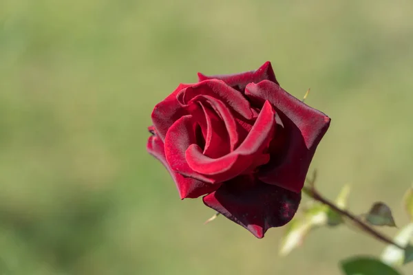 Red Rose Rosnący Rumunii — Zdjęcie stockowe