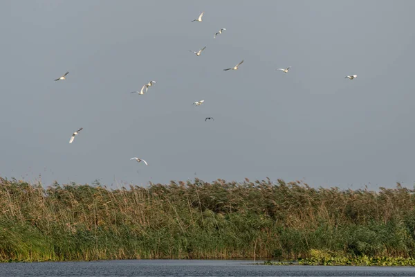 大白鹈鹕 Pelecanus 飞越多瑙河三角洲 — 图库照片