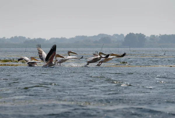 Grandes Pelícanos Blancos Pelecanus Onocrotalus Sobrevolando Delta Del Danubio — Foto de Stock