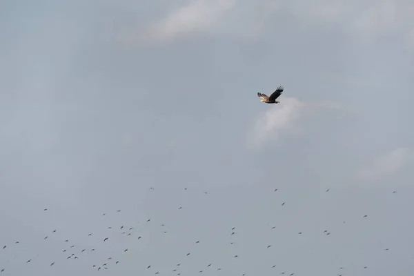 Rétisas Haliaeetus Albicilla Duna Deltában — Stock Fotó