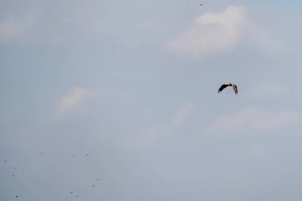 多瑙河三角洲的白尾鹰 — 图库照片