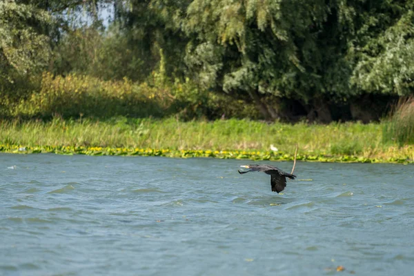 Kormoran Latający Wzdłuż Delty Dunaju — Zdjęcie stockowe