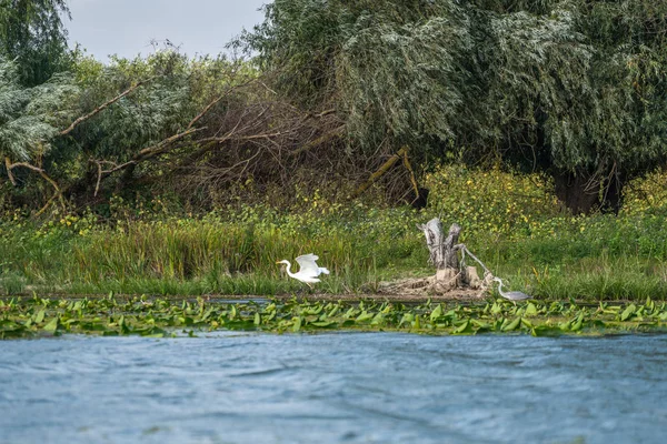 Gran Garza Blanca Egretta Alba Garza Gris Ardea Cinerea Delta — Foto de Stock