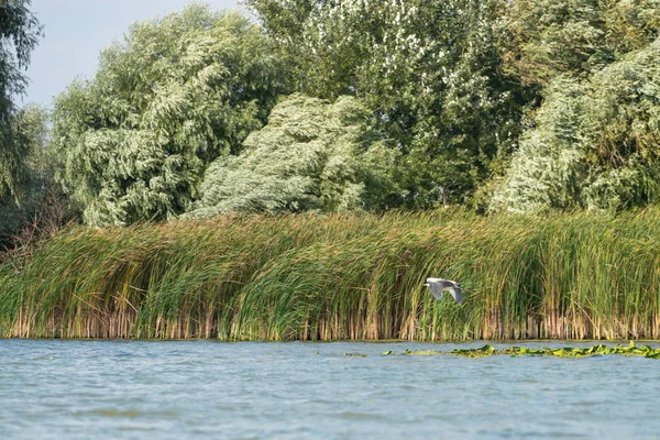 沿多瑙河三角洲飞行的灰鹭 — 图库照片