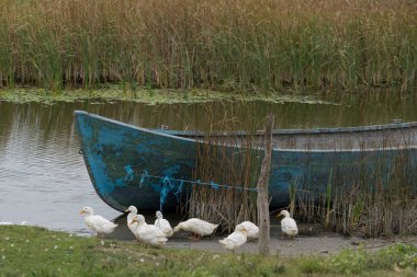 Sulina, Tuna Delta/Romanya - 23 Eylül: ördek Sulina Tuna Deltası Romanya'da bir kürek tekne ile 23 Eylül 2018 üzerinde Evcil