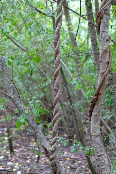藤本植物环绕在多瑙河三角洲 Sulina 的一棵树上 — 图库照片
