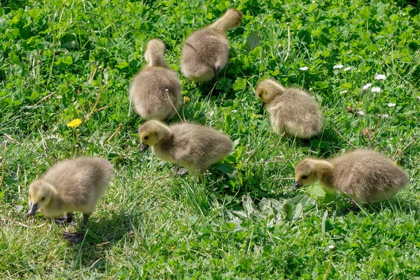 Ganso Canadá Branta Canadensis Goslings Las Orillas Del Río Támesis — Foto de Stock