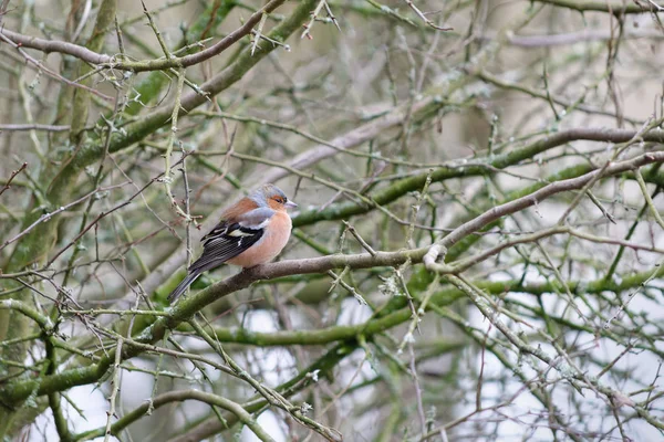 Fringuello Comune Fringilla Coelebs Appollaiato Albero Freddo Giorno Febbraio — Foto Stock