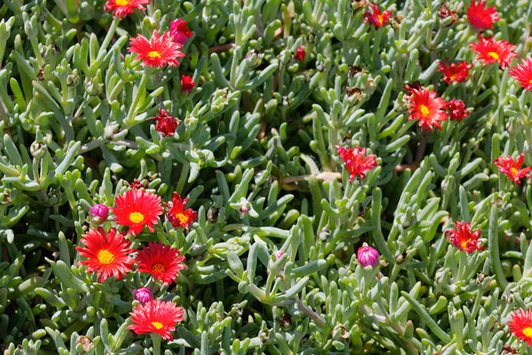 Mesembryanthemums Άνθιση Στη Μαδέρα Φουντσάλ — Φωτογραφία Αρχείου