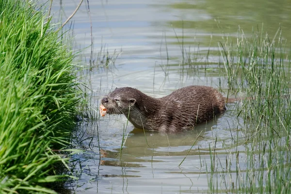 Eurasian Otter Lutra Lutra Natural Habitat — Stock Photo, Image