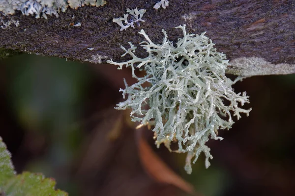 Muschio Quercia Evernia Prunastri Che Cresce Albero Vicino Bacino Idrico — Foto Stock