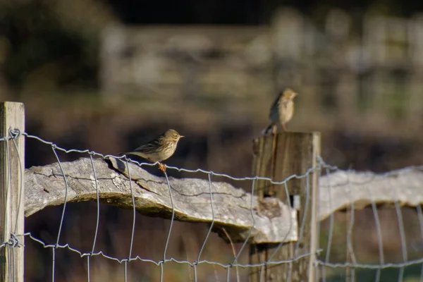 Meadow Pipit Anthus Pratensis Perched Wire Fence — Stock Photo, Image