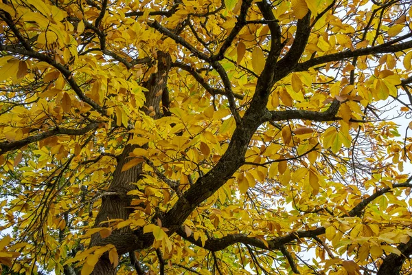 Herfst Kleuren Voor Een Maple Tree East Grinstead — Stockfoto
