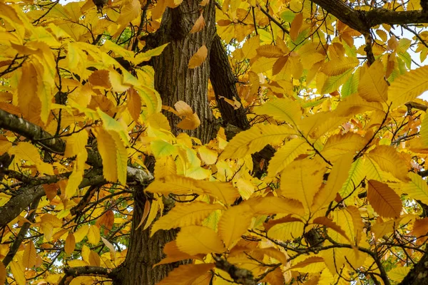 Herfst Kleuren Voor Een Maple Tree East Grinstead — Stockfoto